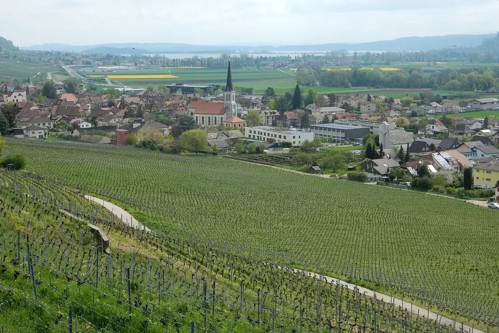 Le village de Cressier au milieu des vignes, avec le lac de Bienne à l'arrière-plan